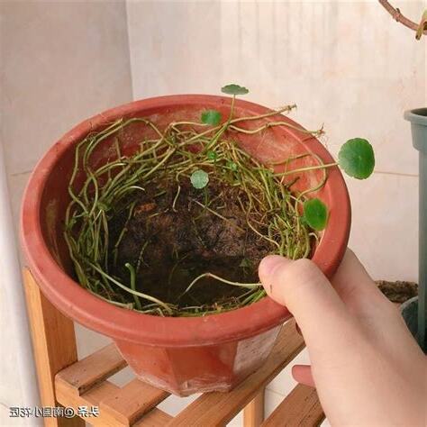 銅錢草 風水